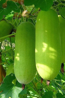Picture of Chalkumra Seeds  - 15 Pcs Seeds (Imported Global Seeds)