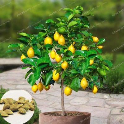 Picture of All Season Dwarf Lemon Tree Seeds - 10 Pcs SeedS