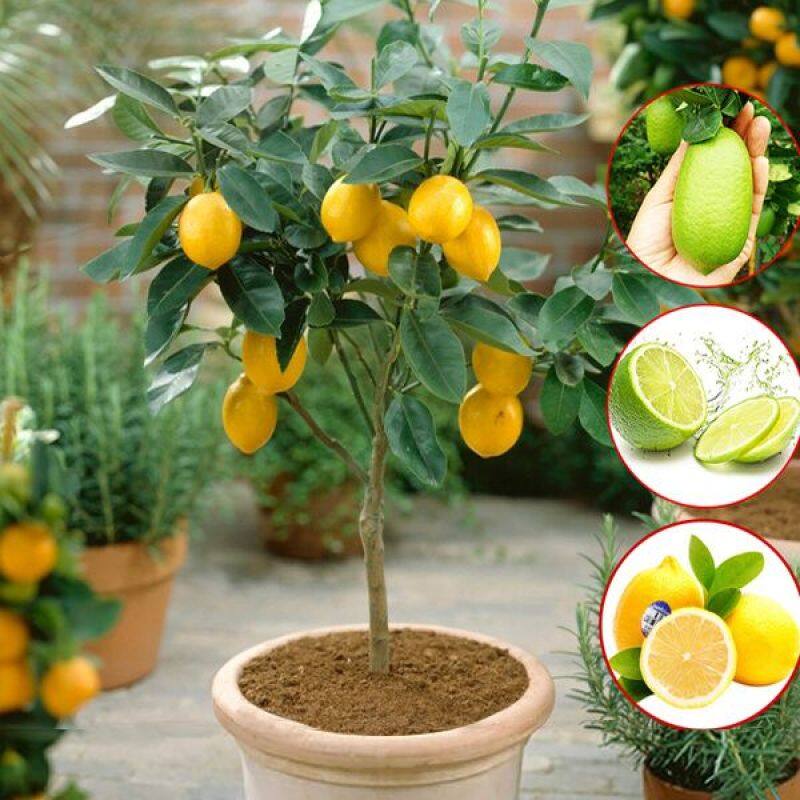 Picture of All Season Dwarf Lemon Tree Seeds - 10 Pcs SeedS