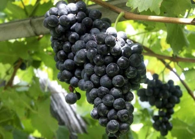 Picture of Rare 20 Pcs Black Grape Seeds(seeds) - 20 Pcs SeedS