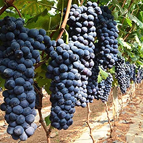 Picture of Rare 20 Pcs Black Grape Seeds(seeds) - 20 Pcs SeedS