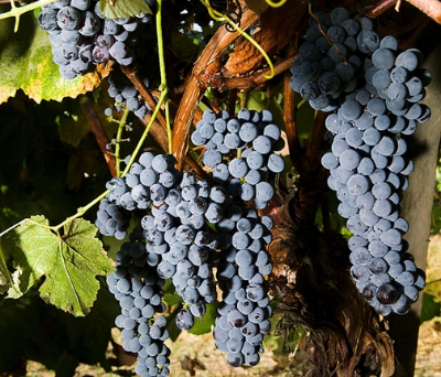 Picture of Rare 20 Pcs Black Grape Seeds(seeds) - 20 Pcs SeedS