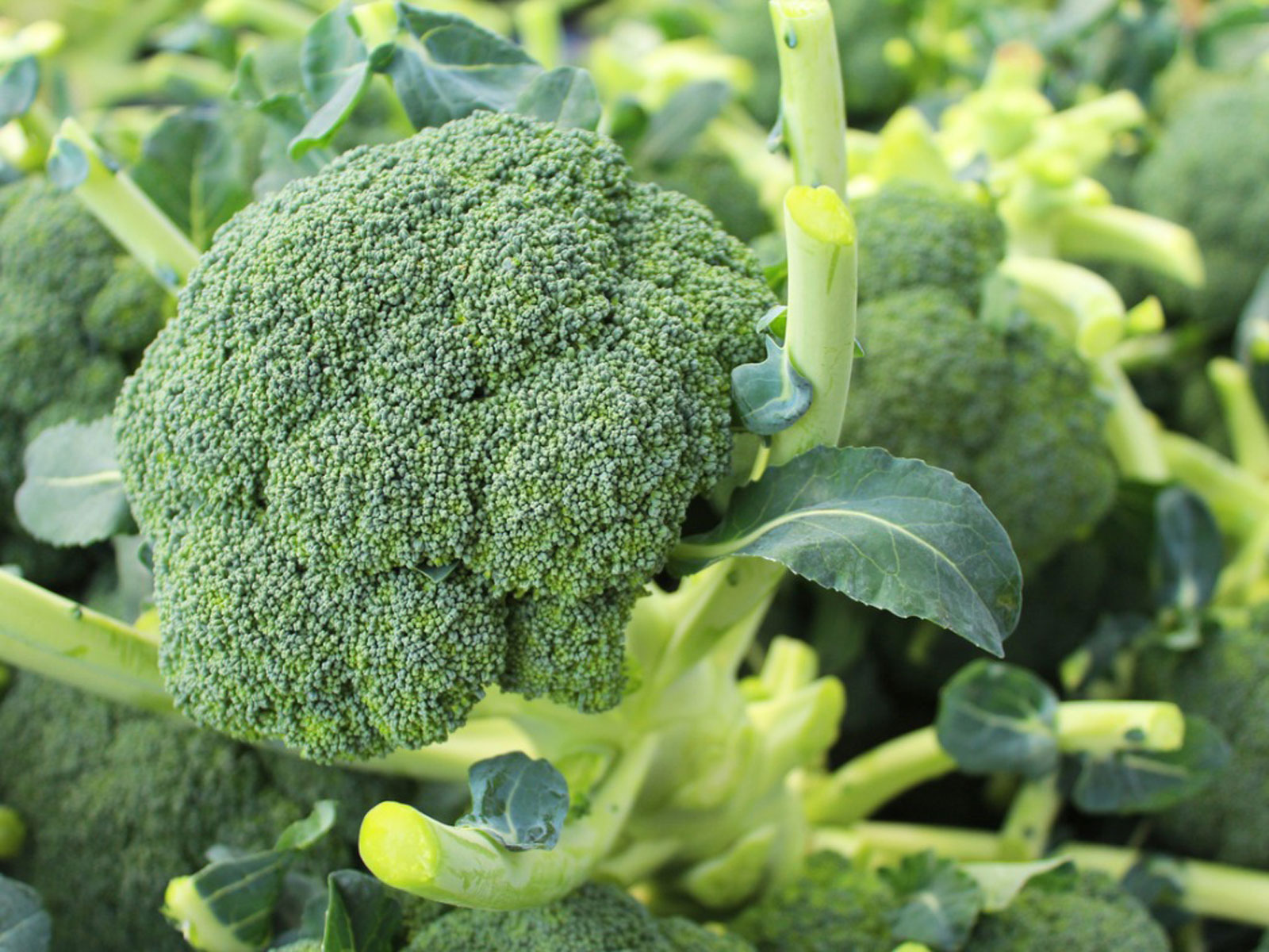 Picture of Broccoli Seeds  - 20 Pcs SeedS