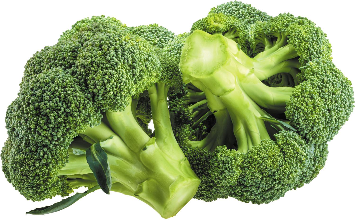 Picture of Broccoli Seeds  - 20 Pcs SeedS