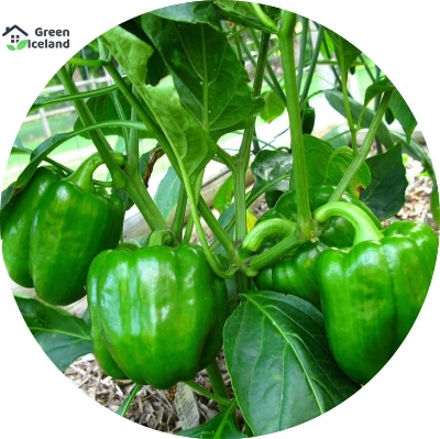 Picture of 10 Pcs Green Capsicum SeedS