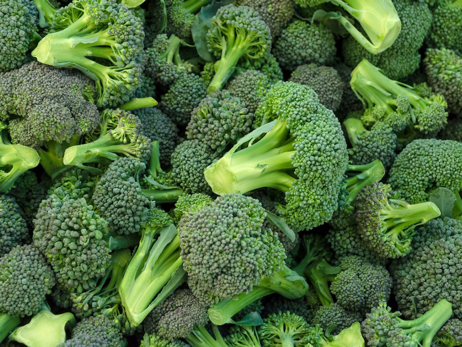 Picture of Organic Broccoli 20 Pcs SeedS