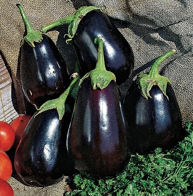 Picture of 15+ Pcs All Season Black Eggplant SeedS