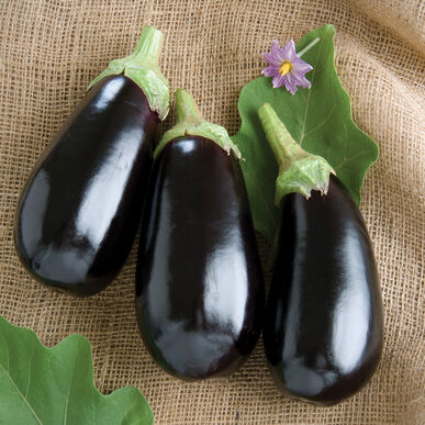 Picture of 15+ Pcs All Season Black Eggplant SeedS