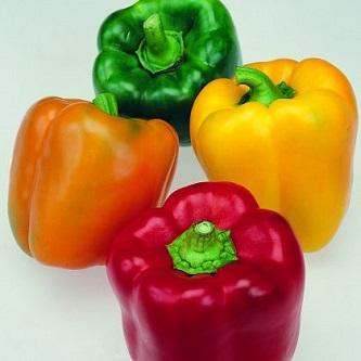 Picture of Mixed Colour Capsicum Seeds  - 20 Pcs SeedS