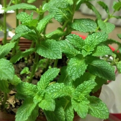 Picture of Perfume Mint SeedS- 100pcs Intec Packet