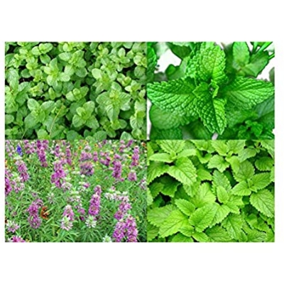 Picture of Perfume Mint SeedS- 100pcs Intec Packet