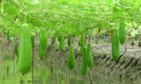 Picture of Deshi Hajari Bottle Gourd Seeds-10 Pieces