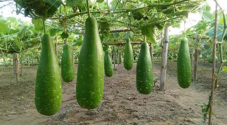 Picture of Deshi Hajari Bottle Gourd Seeds-10 Pieces