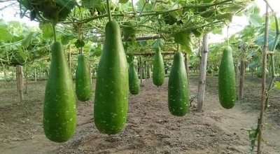 Picture of Deshi Hajari Bottle Gourd Seeds-10 Pieces