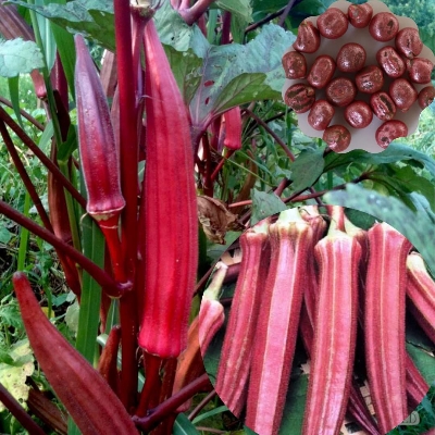 Picture of 15 Pcs All Season Red Ladies Finger/Orka SeedS