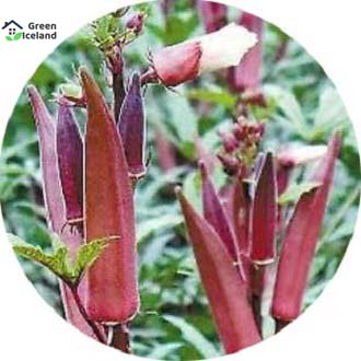 Picture of 15 Pcs All Season Red Ladies Finger/Orka SeedS