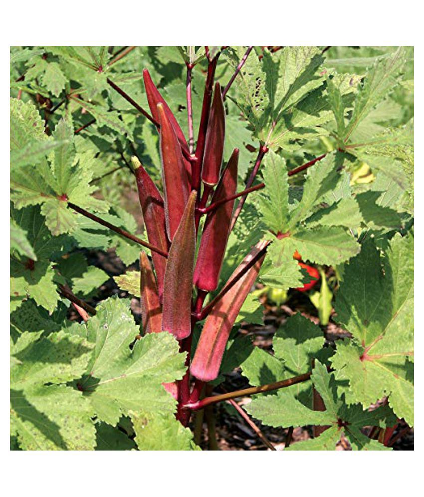 Picture of 15 Pcs All Season Red Ladies Finger/Orka SeedS