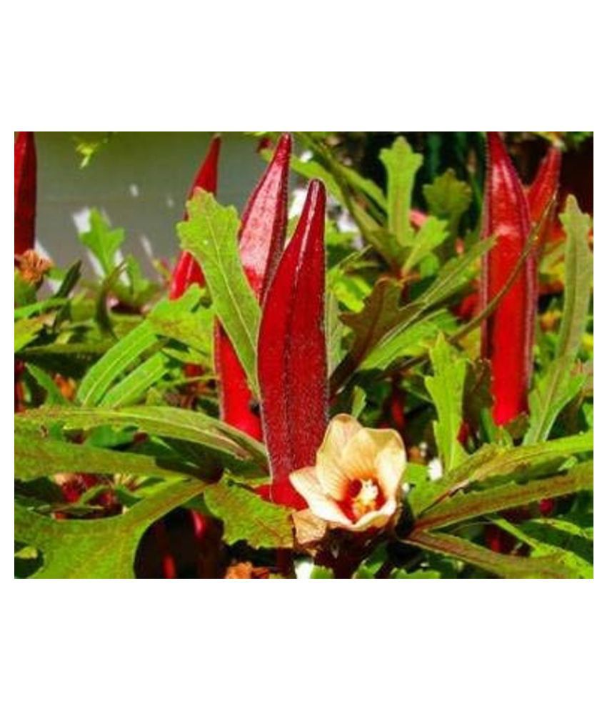 Picture of 15 Pcs All Season Red Ladies Finger/Orka SeedS