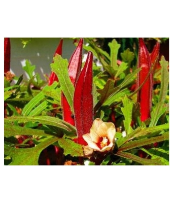 Picture of 15 Pcs All Season Red Ladies Finger/Orka SeedS