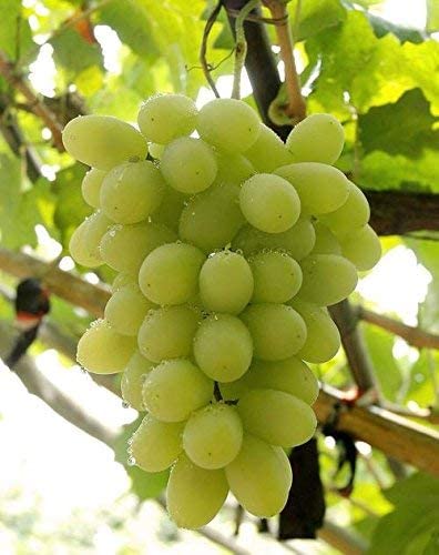 Picture of 20 Pcs Organic Delicious Grape SeedS