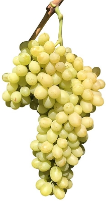 Picture of 20 Pcs Organic Delicious Grape SeedS