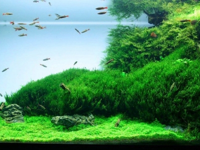 Picture of 250 Pcs Aquarium  Bonsai Grass SeedS