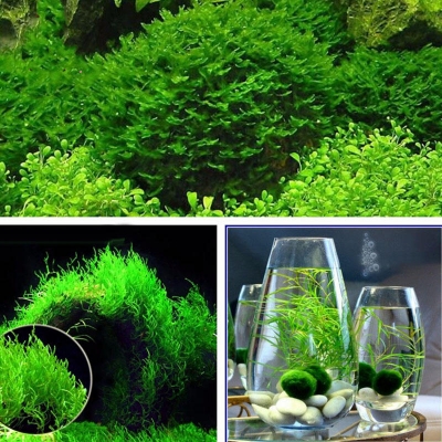 Picture of 250 Pcs Aquarium  Bonsai Grass SeedS