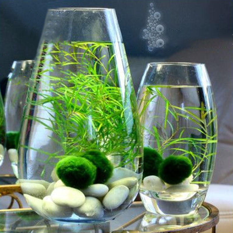 Picture of 250 Pcs Aquarium  Bonsai Grass SeedS