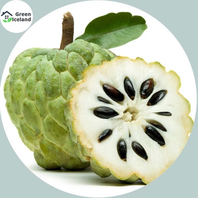 Picture of All Season Suger Free Sharifa Seeds  - 10 Pcs SeedS