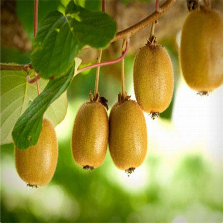 Picture of 20 Pcs Natural Mini Kiwi Fruit Bonsai SeedS