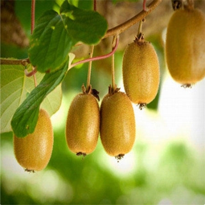 Picture of 20 Pcs Natural Mini Kiwi Fruit Bonsai SeedS