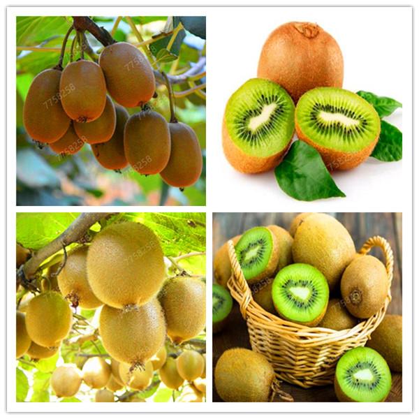 Picture of 20 Pcs Natural Mini Kiwi Fruit Bonsai SeedS