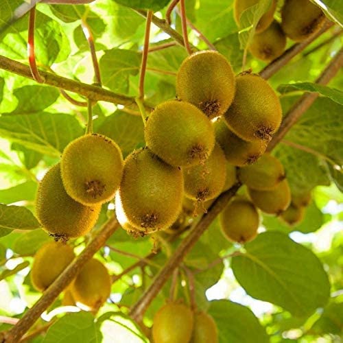 Picture of 20 Pcs Natural Mini Kiwi Fruit Bonsai SeedS
