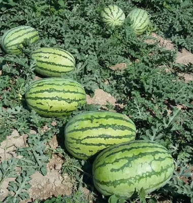 Picture of 10 Pcs Global Lazy King Watermelon SeedS