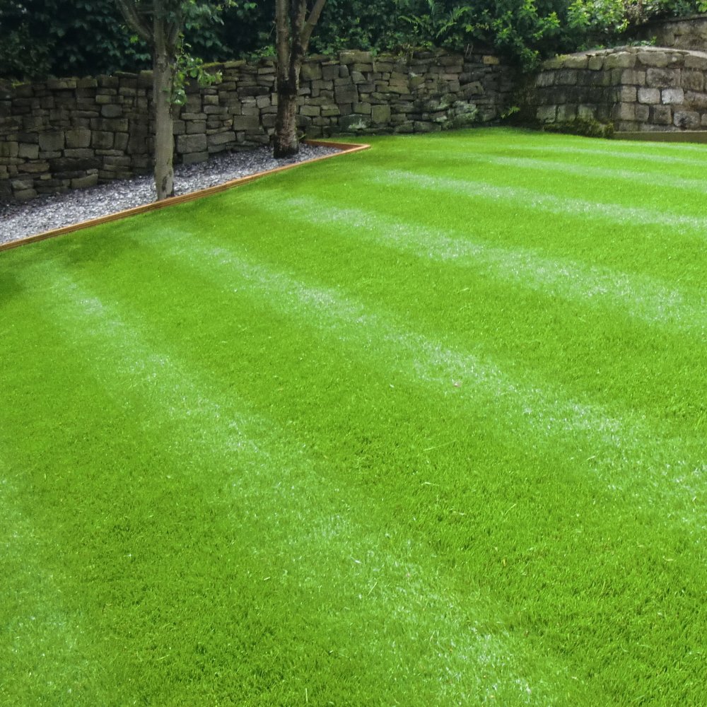 Picture of Rare 250 Pcs Lawn Grass SeedS