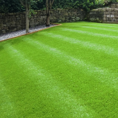 Picture of Rare 250 Pcs Lawn Grass SeedS