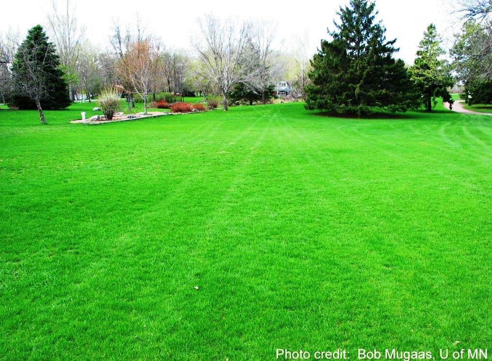 Picture of Rare 250 Pcs Lawn Grass SeedS