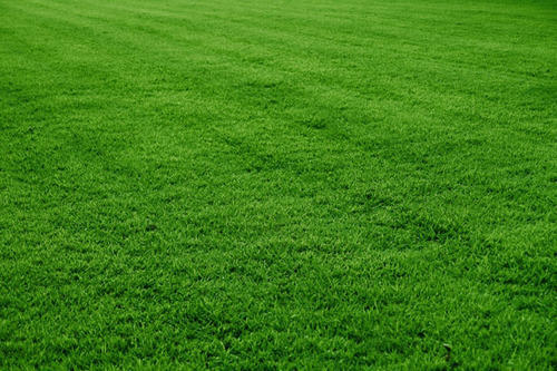 Picture of Rare 250 Pcs Lawn Grass SeedS
