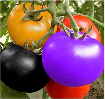 Picture of Rainbow Tomato Bonsai Seeds - 20+ Pcs SeedS