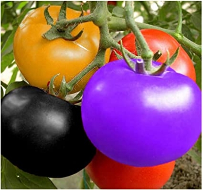 Picture of Rainbow Tomato Bonsai Seeds - 20+ Pcs SeedS