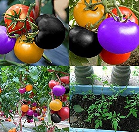 Picture of Rainbow Tomato Bonsai Seeds - 20+ Pcs SeedS