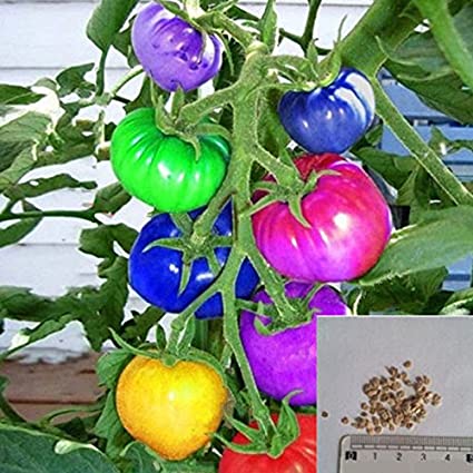 Picture of Rainbow Tomato Bonsai Seeds - 20+ Pcs SeedS