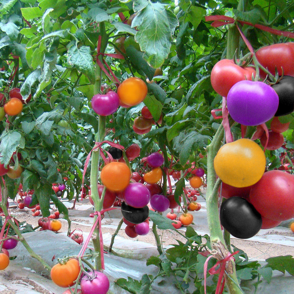 Picture of Rainbow Tomato Bonsai Seeds - 20+ Pcs SeedS
