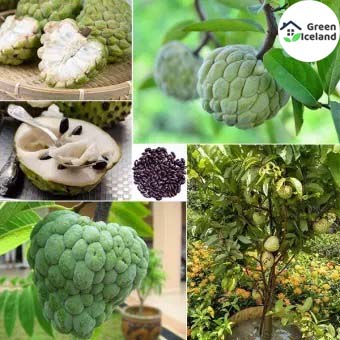 Picture of All Season Suger Free Sharifa Seeds  - 10 Pcs SeedS
