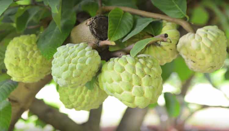 Picture of All Season Suger Free Sharifa Seeds  - 10 Pcs SeedS