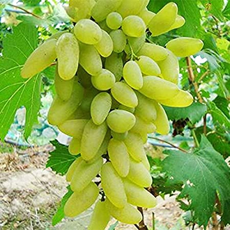 Picture of 15 Pcs Green Finger Grape Seeds - 15 Pcs Seeds (Imported Global Seeds)