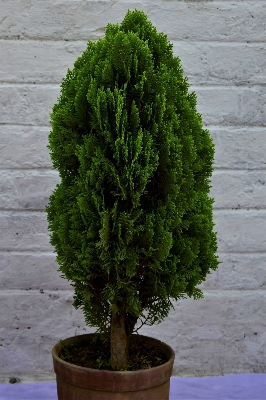 Picture of 30 Pcs Pabon Jhau Tree Seeds