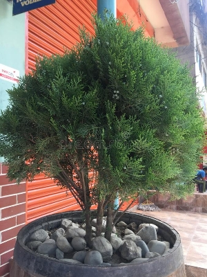 Picture of 30 Pcs Pabon Jhau Tree Seeds