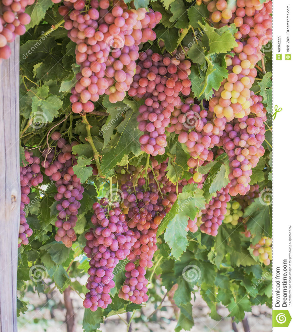 Picture of 20 Pcs Red Grape SeedS - 20 Pcs Seeds (Imported Global Seeds)