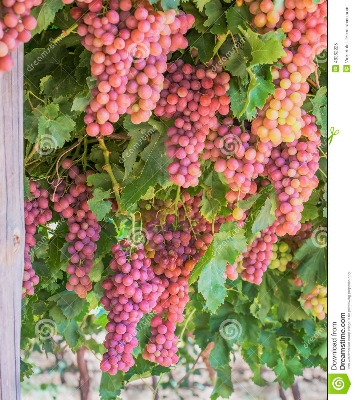 Picture of 20 Pcs Red Grape SeedS - 20 Pcs Seeds (Imported Global Seeds)